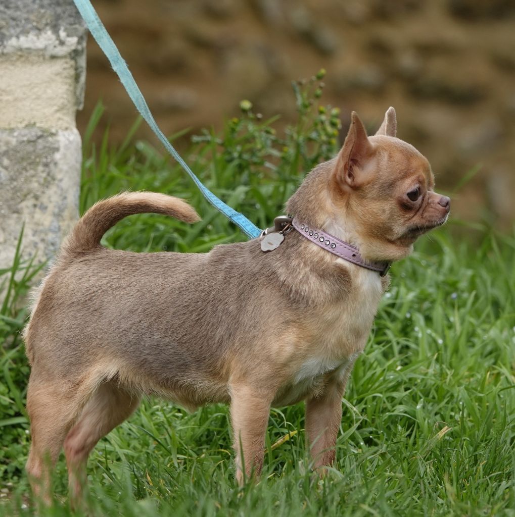 Les Chihuahua de l'affixe Gil Dolomingo