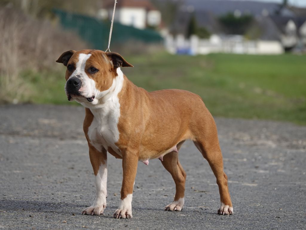 Les American Staffordshire Terrier de l'affixe Gil Dolomingo