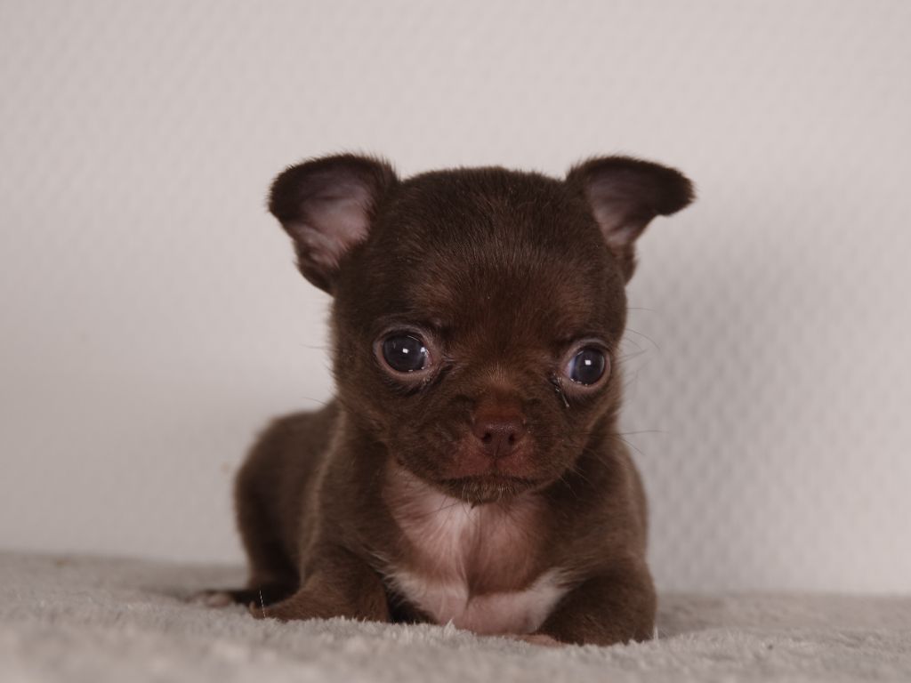 Gil Dolomingo - Chiots disponibles - Chihuahua