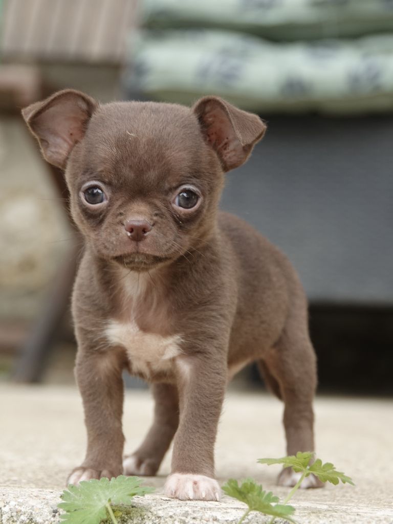 Gil Dolomingo - Chiots disponibles - Chihuahua