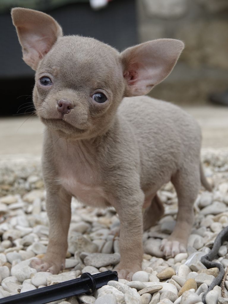 Gil Dolomingo - Chiots disponibles - Chihuahua