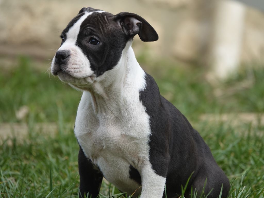 Gil Dolomingo - Chiots disponibles - American Staffordshire Terrier