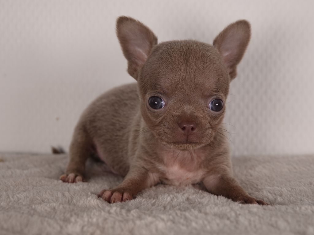 Gil Dolomingo - Chiots disponibles - Chihuahua
