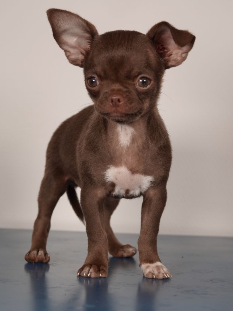 Gil Dolomingo - Chiots disponibles - Chihuahua